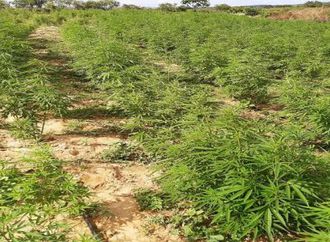Polícia Federal descobre extensa plantação de maconha em João Dourado