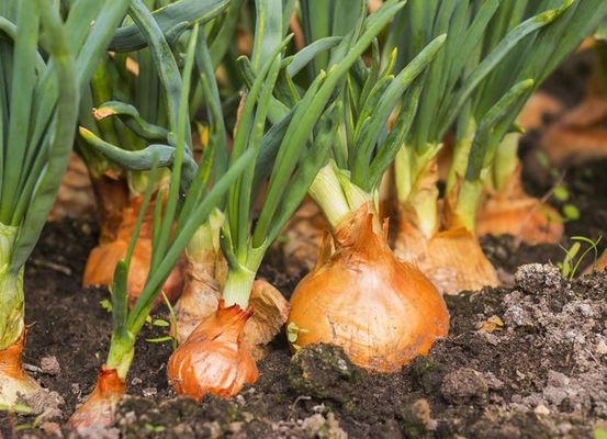 Cebola: Cotações continuam caindo em Irecê e Vale do São Francisco