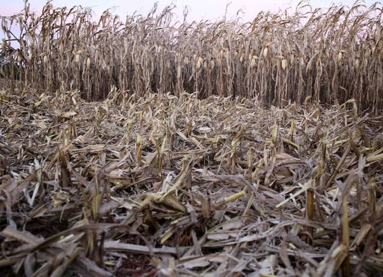 Seguro de perda de safra vai contemplar agricultores de 12 municípios da Região de Irecê