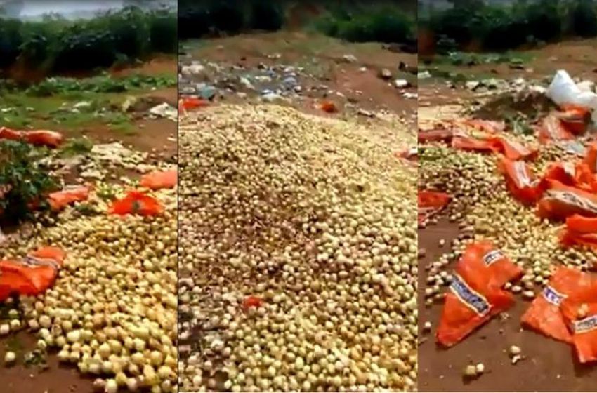 Com preço muito baixo, produtor de Cafarnaum joga fora toneladas de cebola