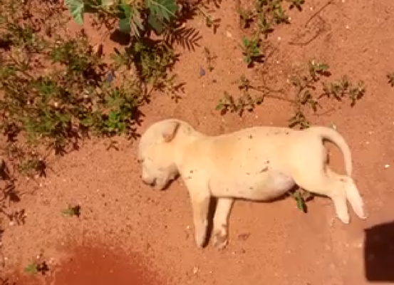 Cachorrinhos são mortos em Hidrolândia de Uibaí, região de Irecê