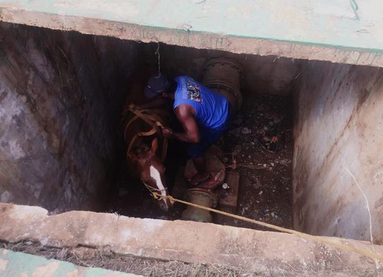 Cavalo é resgatado após cair em caixa de registro da Embasa em Irecê