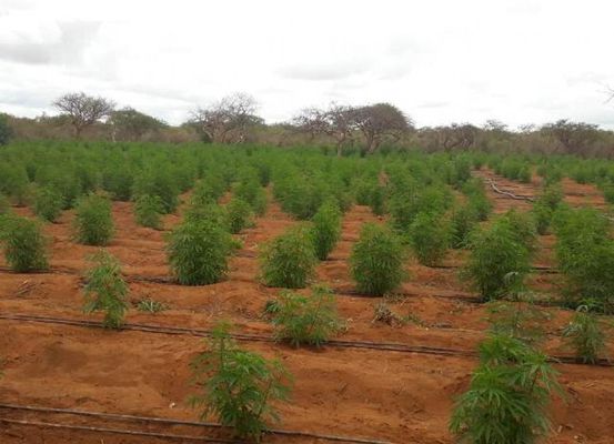 Polícia destrói 18 mil pés de maconha na Chapada Diamantina