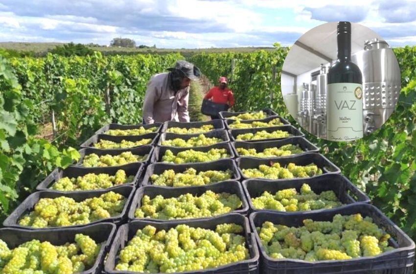 Vinho produzido em Morro do Chapéu ganha prêmio nacional - Irecê Notícias