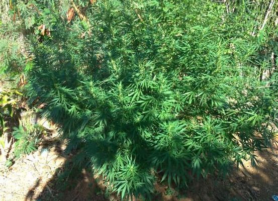 Polícia apreende pés de maconha em uma casa em Cafarnaum