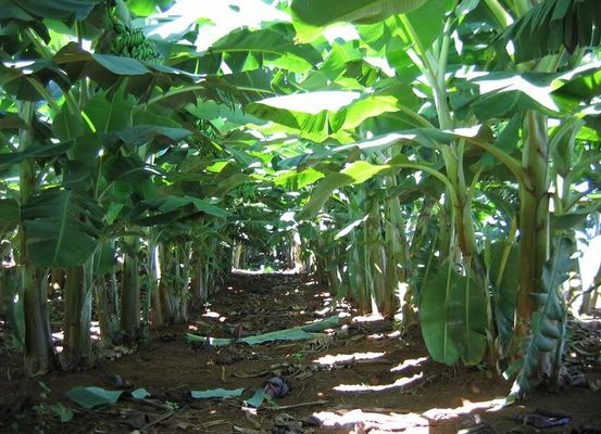Coelba identifica ligações irregulares em áreas produtoras de banana na região de Irecê