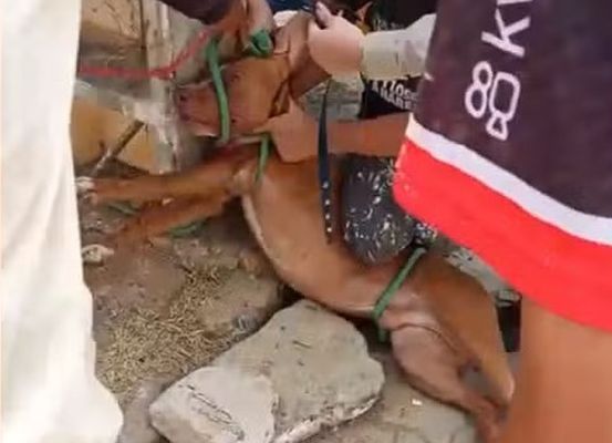 Ataques de Pitbulls deixam rastro de destruição e feridos na região