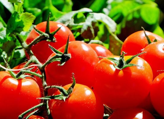 Baixa oferta regional favorece cotações do tomate em Irecê