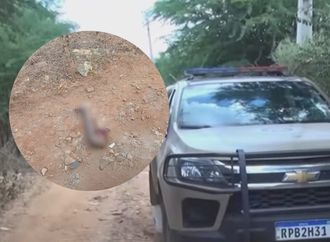 Cães em situação de rua podem estar violando sepulturas no cemitério de Irecê