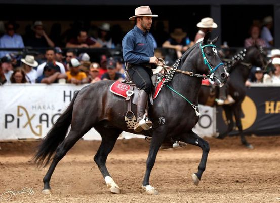 Cavalo criado na região de Irecê se torna campeão nacional de marcha picada