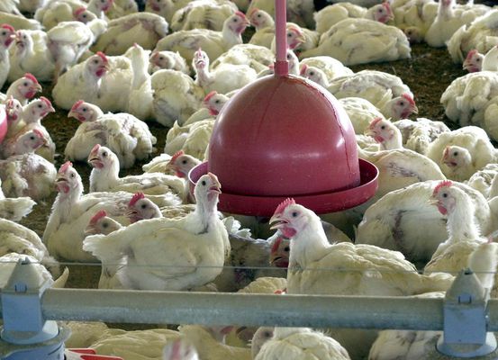 Gripe aviária: tire suas dúvidas sobre doença que afeta aves