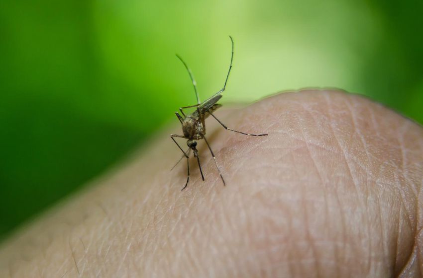 Irecê registra dois óbitos com diagnósticos de dengue