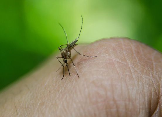Irecê registra dois óbitos com diagnósticos de dengue