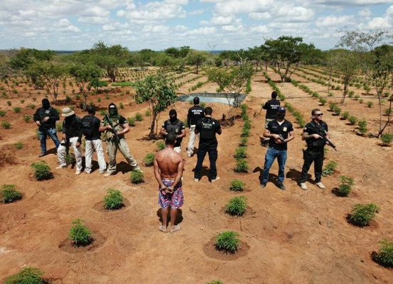 João Dourado: Polícia encontra plantação de maconha avaliada em R$ 32 milhões