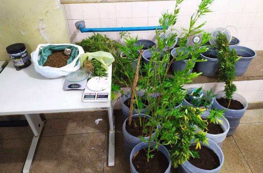 Polícia Civil descobre plantação de maconha em quintal de casa no município de João Dourado