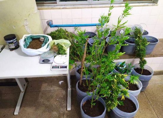 Polícia Civil descobre plantação de maconha em quintal de casa no município de João Dourado