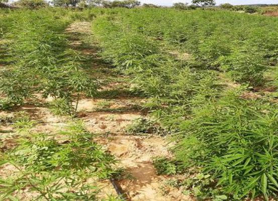 Polícia Federal descobre extensa plantação de maconha em João Dourado