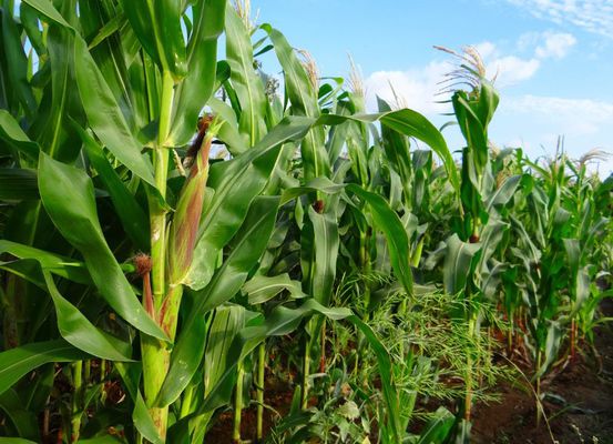 Região de Irecê surge como novo polo promissor de cultivo de milho