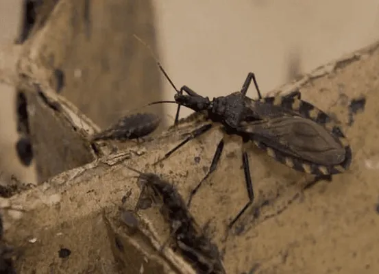 Surto recente de transmissão oral da doença de Chagas deixa a Bahia em alerta