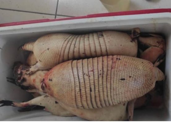Três caçadores são presos por estarem com animais silvestres mortos em Barra do Rio Grande