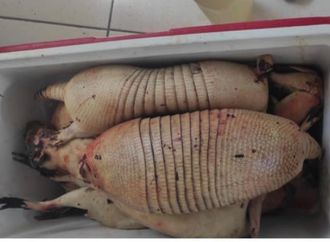 Três caçadores são presos por estarem com animais silvestres mortos em Barra do Rio Grande