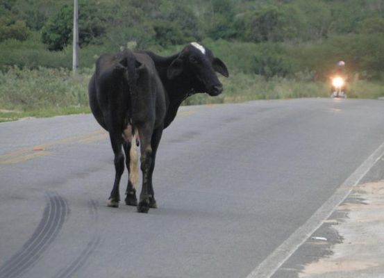 Duas pessoas morrem após colisão de moto com animal na BA-046, entre Barro Alto e Barra do Mendes